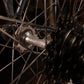Cinelli Supercorsa 1981